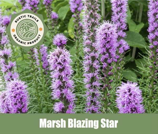 Marsh Blazing Star, Liatris spicata